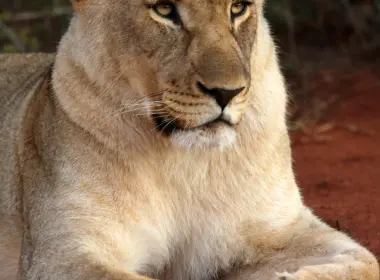 母狮，坐着，凝视，爪子，大猫 3840x5760