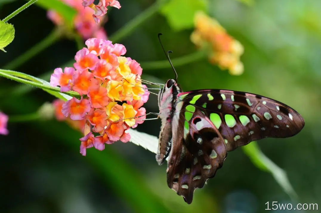 动物 蝴蝶 昆虫 Close-Up Swallowtail Butterfly Colorful 花 高清壁纸