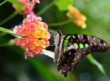 动物 蝴蝶 昆虫 Close-Up Swallowtail Butterfly Colorful 花 高清壁纸 4480x2984