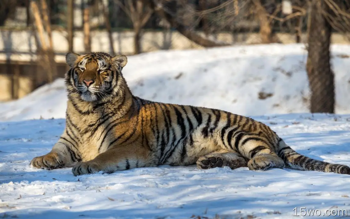 动物 老虎 猫 Wildlife Big Cat predator 冬季 Snow Depth Of Field 高清壁纸