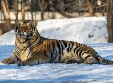 动物 老虎 猫 Wildlife Big Cat predator 冬季 Snow Depth Of Field 高清壁纸 4015x2510