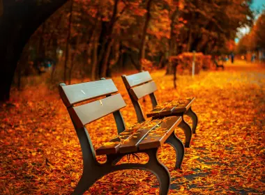 人造 长椅 公园 秋季 叶子 orange 高清壁纸 4288x2848