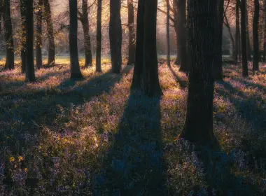 森林，自然，树木，花朵，英国，薄雾，日出，日落，晚霞，草地 7530x4680
