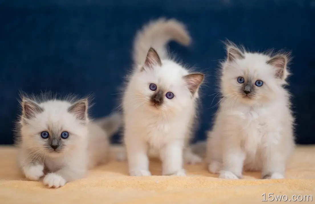 动物 猫 Kitten Pet Baby Animal 高清壁纸