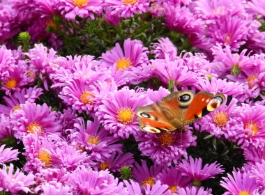 蝴蝶、紫色花朵、花蕾、花瓣 4608x3456