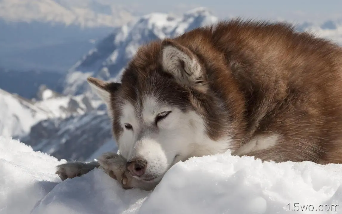 雪橇、躺着、下雪、毛茸茸的、小狗、可爱的
