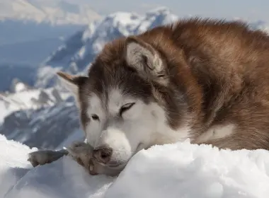 雪橇、躺着、下雪、毛茸茸的、小狗、可爱的 2880x1800