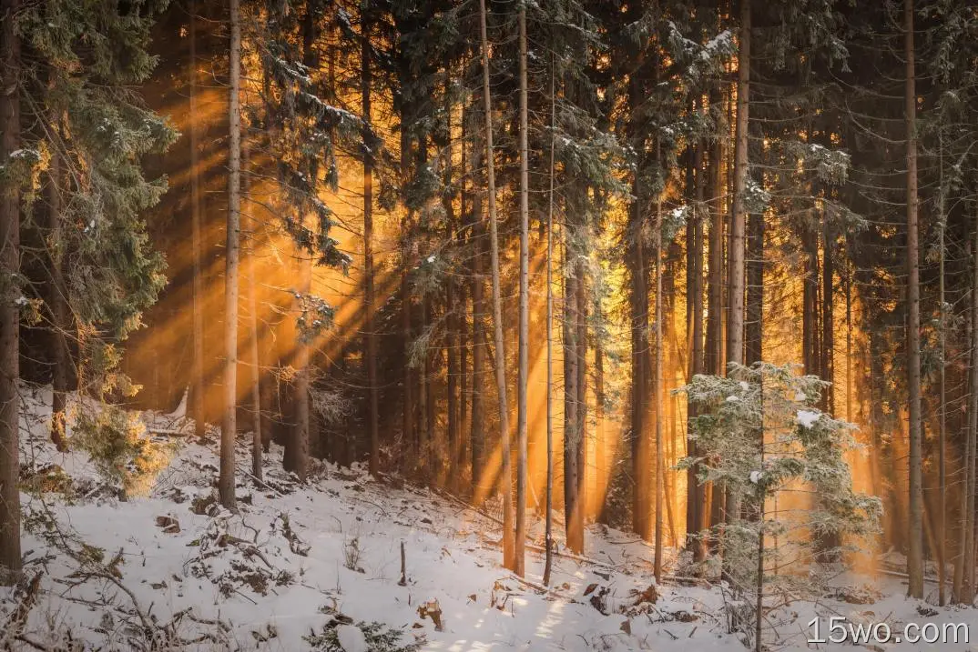 阳光、森林、冬天、树木