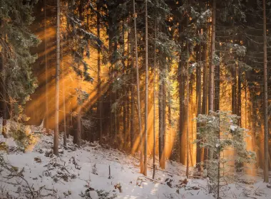 阳光、森林、冬天、树木 6016x4016