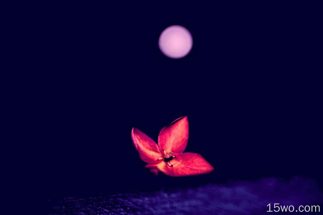 flower, red, dark, macro, blur