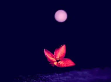 flower, red, dark, macro, blur 5200x3468