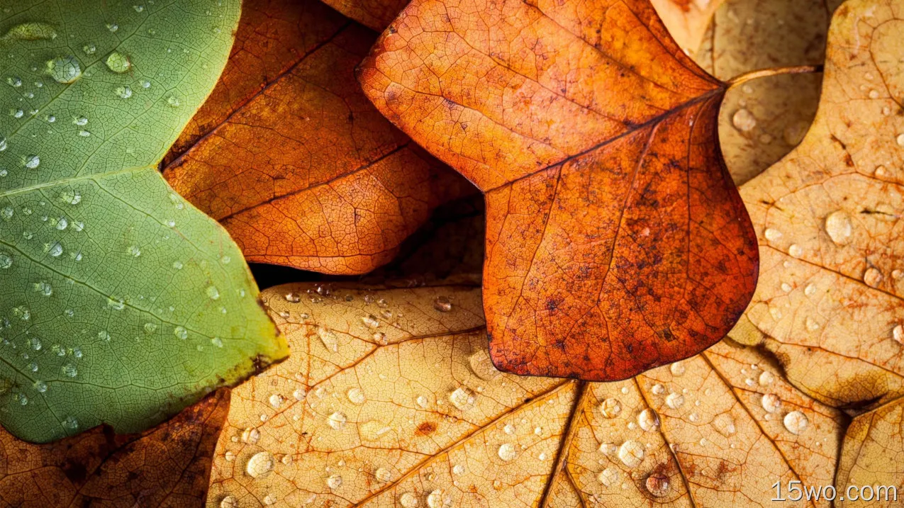 秋天，树叶，水滴，潮湿