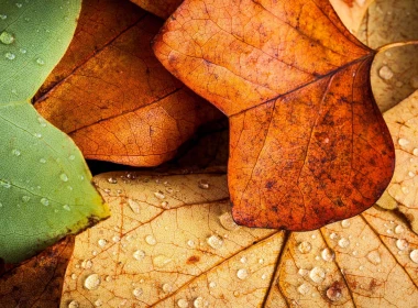 秋天，树叶，水滴，潮湿 2560x1440