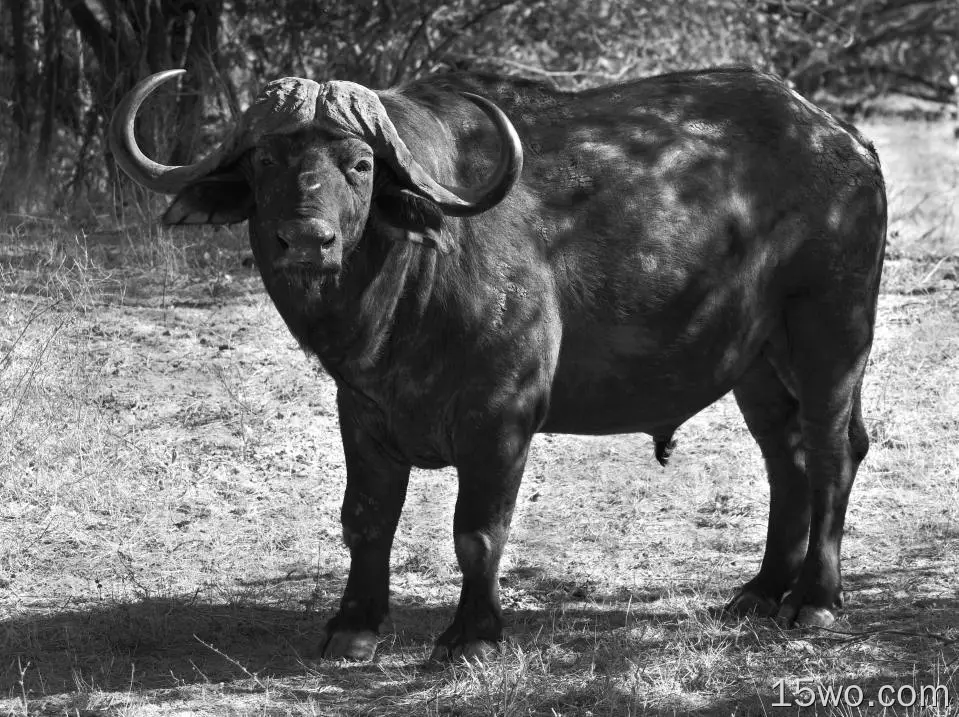 动物 水牛 Zimbabwe 黑白 Wildlife 高清壁纸