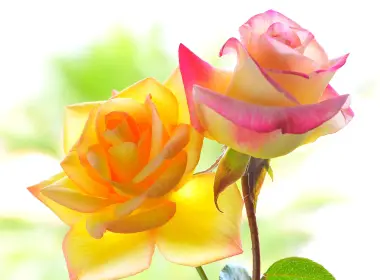 黄玫瑰、花瓣、叶子 3840x2160