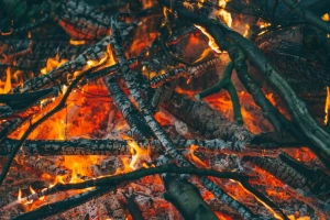 火、树林、余烬  2560x1707