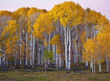 秋天，黄树，森林 2560x1440