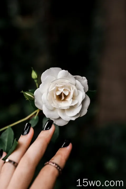 白玫瑰，黑指甲，叶子，花瓣，手指