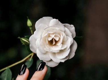 白玫瑰，黑指甲，叶子，花瓣，手指 3333x5000