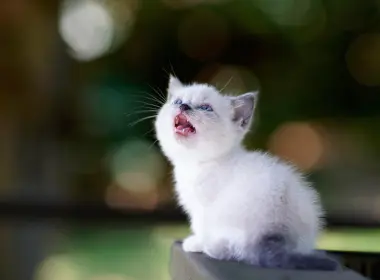 动物 猫 Pet Baby Animal Kitten 高清壁纸 6000x4000