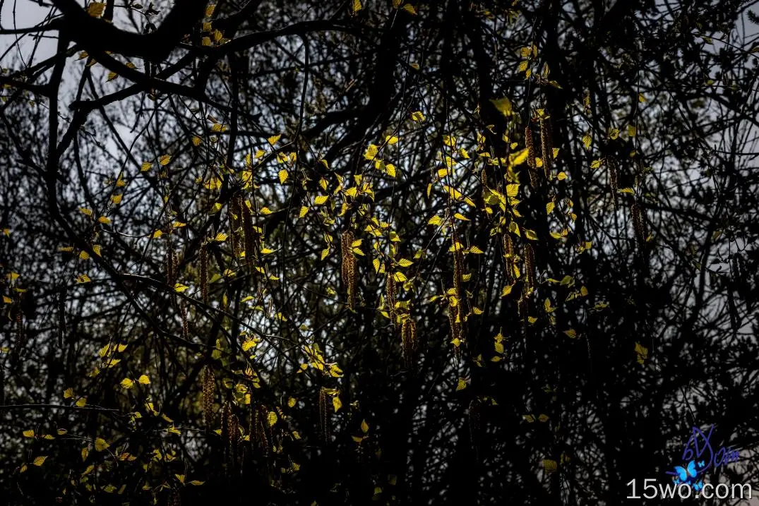 黄叶、微缩、树、摄影、树枝