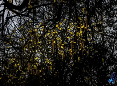 黄叶、微缩、树、摄影、树枝 6144x4098