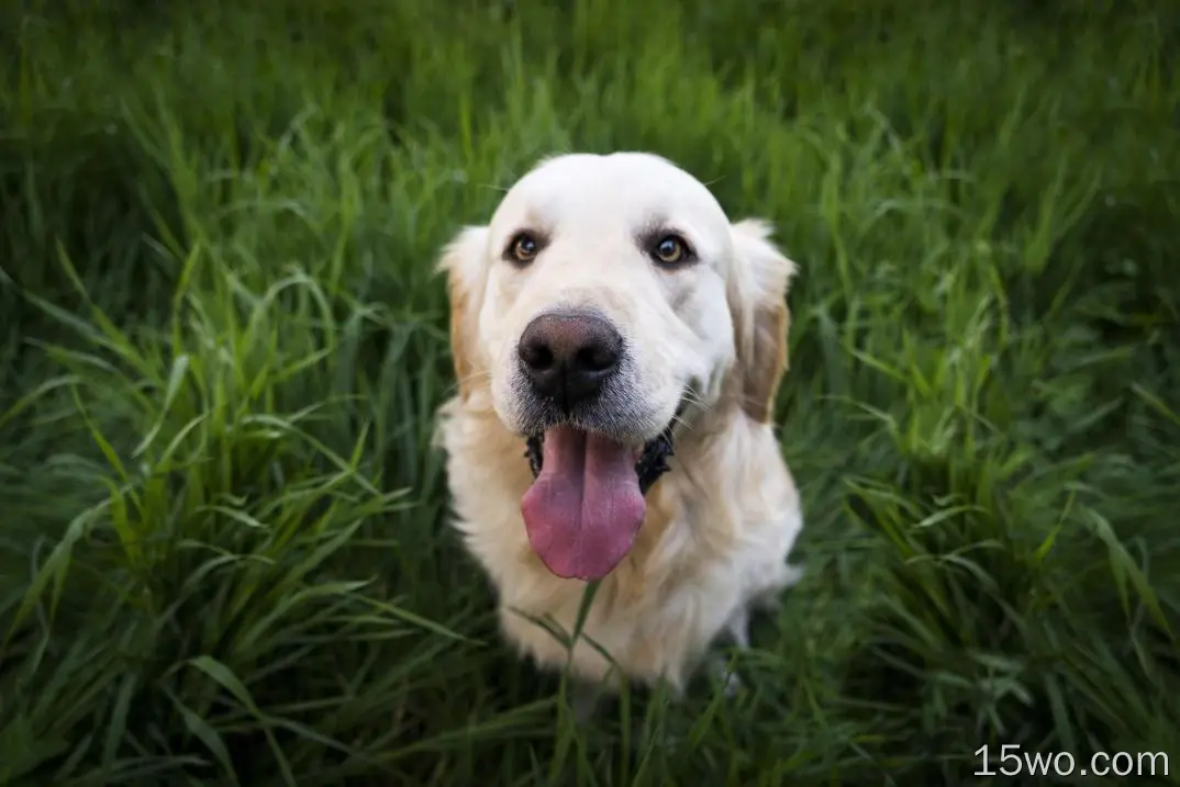 金毛猎犬，可爱，口吻，舌头，草，坐着