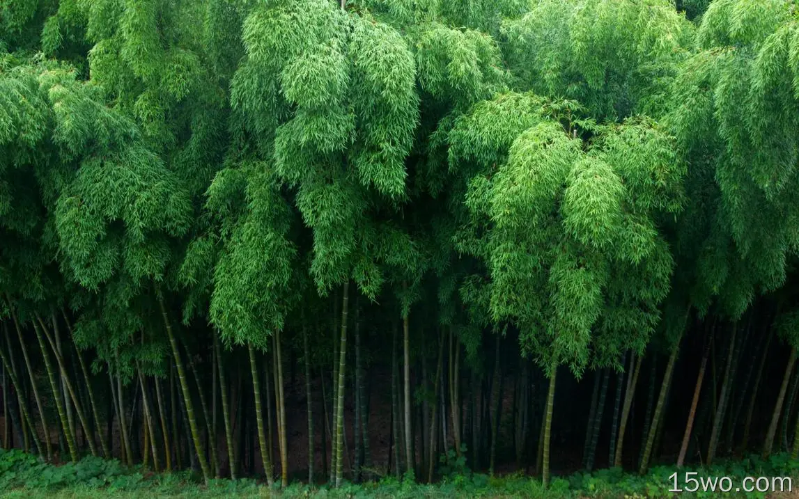 自然 竹 高清壁纸