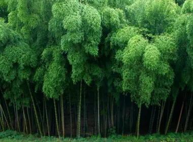 自然 竹 高清壁纸 2560x1600