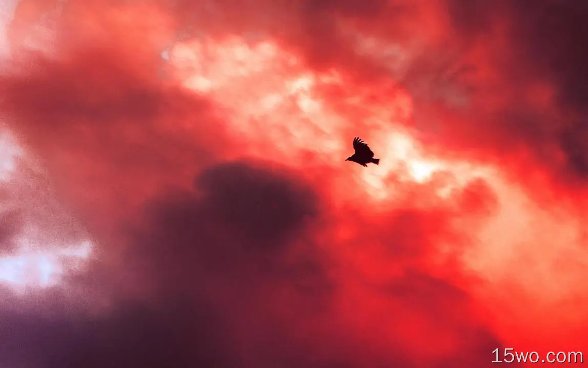 穆09鸟飞天云红夕阳火自然动物