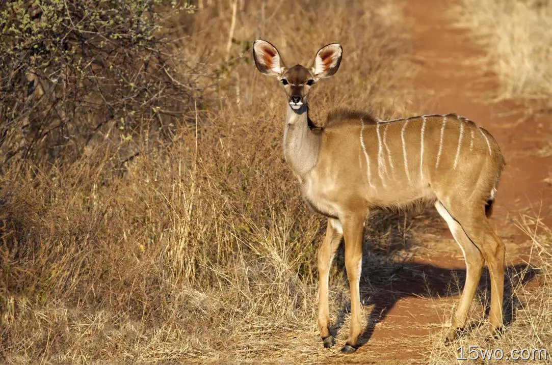 动物 Kudu 羚羊 Africa Wildlife 高清壁纸