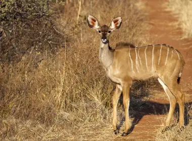 动物 Kudu 羚羊 Africa Wildlife 高清壁纸 4868x3222