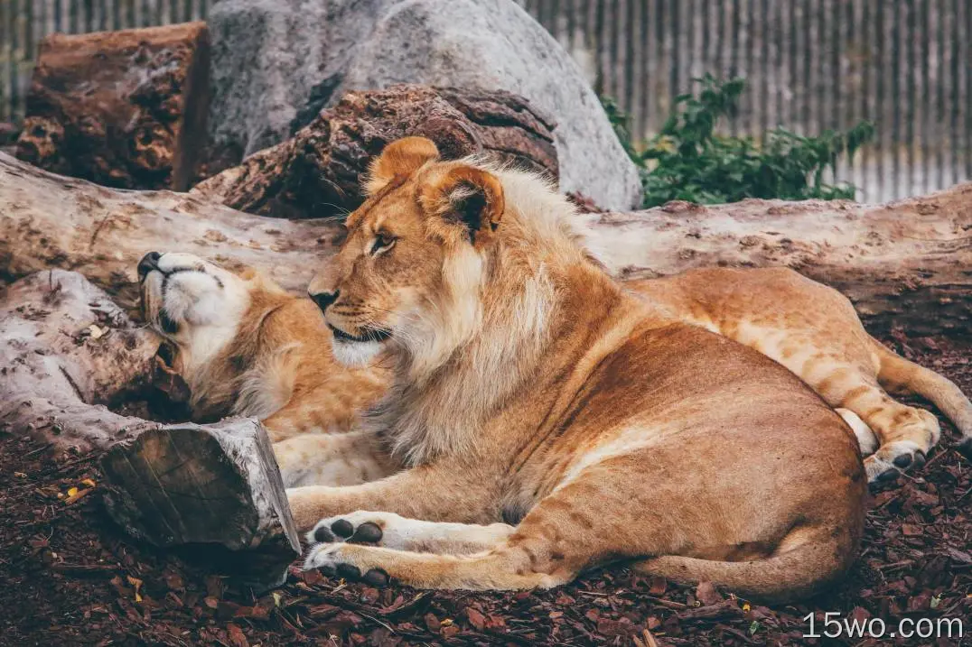 动物 狮子 猫 Big Cat predator Resting Zoo 高清壁纸