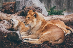 动物 狮子 猫 Big Cat predator Resting Zoo 高清壁纸  4937x3291