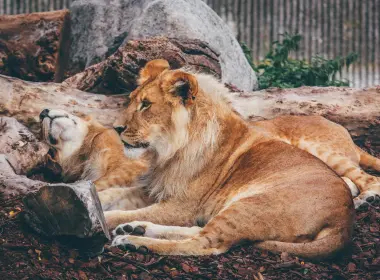 动物 狮子 猫 Big Cat predator Resting Zoo 高清壁纸 4937x3291