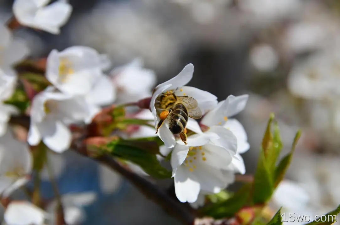 白花、蜜蜂、授粉、模糊