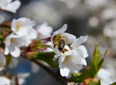 白花、蜜蜂、授粉、模糊 4928x3264