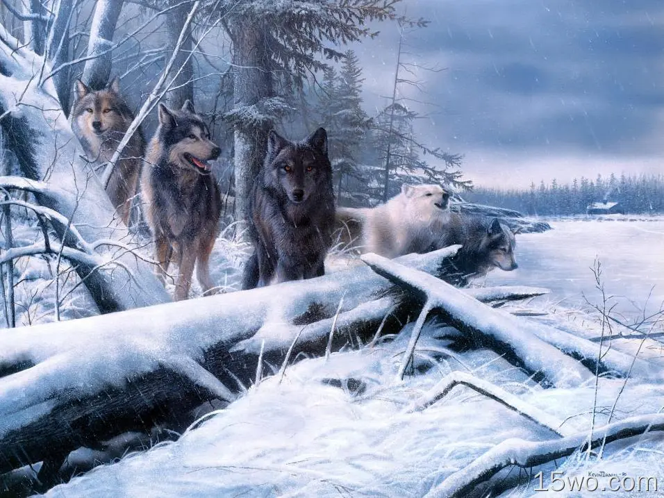动物 狼 冬季 Snow predator Wildlife 艺术 高清壁纸