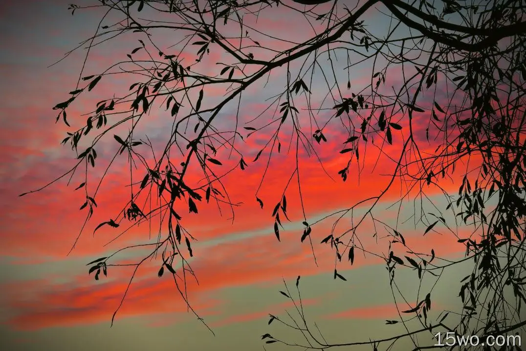 红色的天空、微光、树枝、树