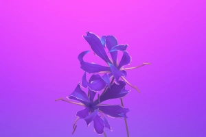 bd19苹果ios11 iphonex花卉艺术插图紫色  3840x2400