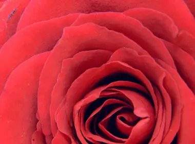 nb73玫瑰红花自然之爱 3840x2400