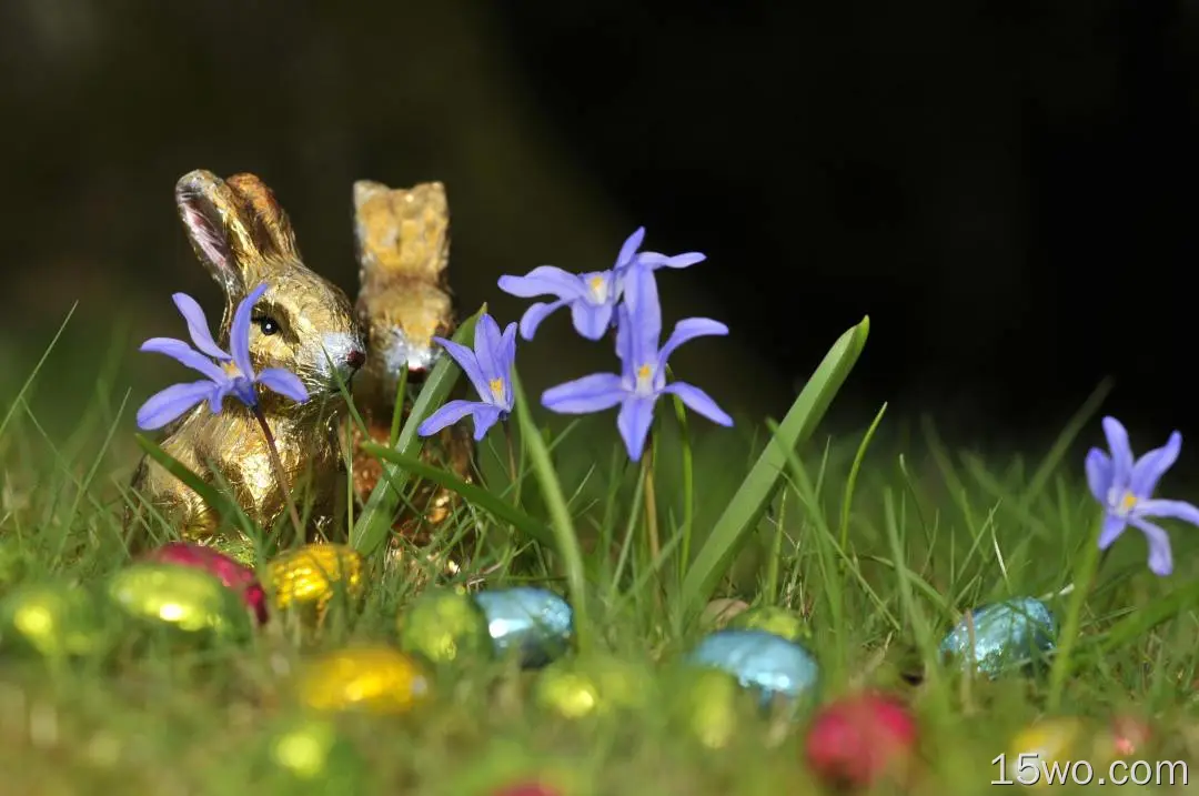 蓝花、草、兔子、巧克力
