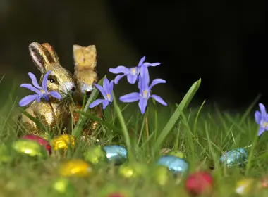 蓝花、草、兔子、巧克力 4288x2848
