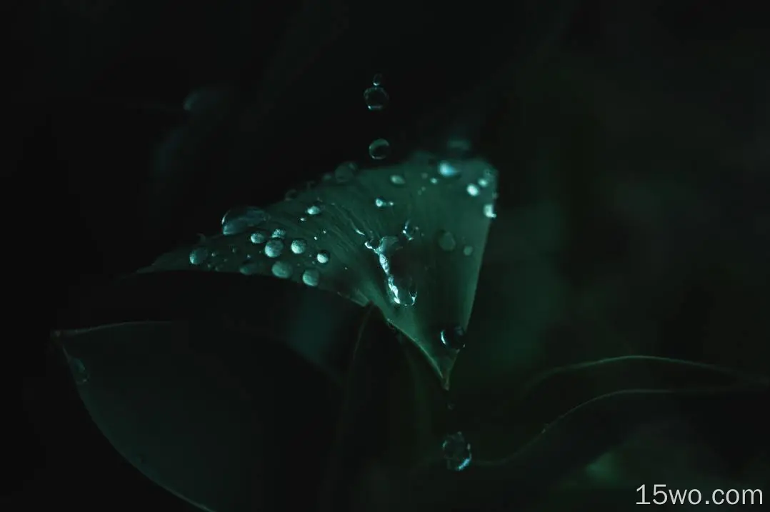 水滴、树叶、绿色、水滴、宏