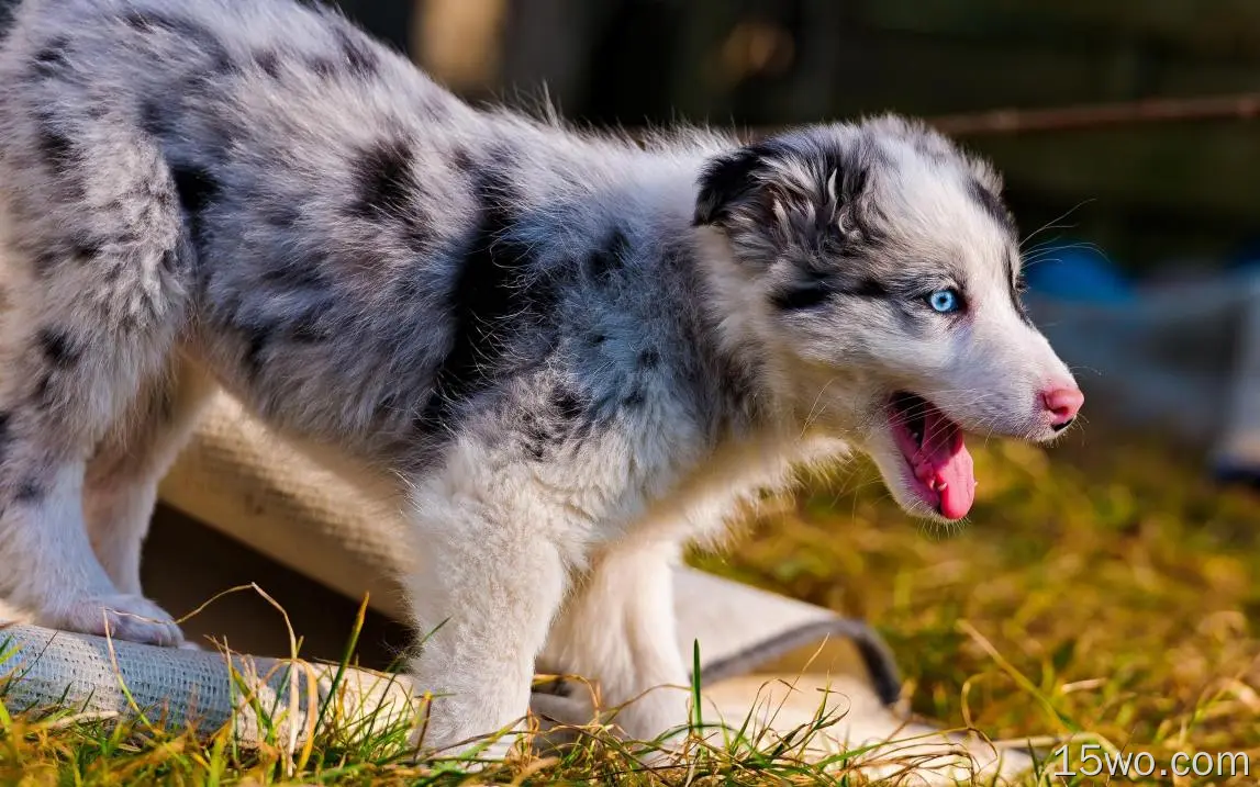 澳大利亚牧羊犬，蓝眼睛，可爱的小狗