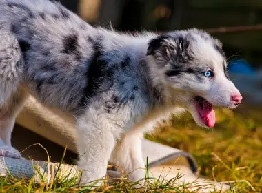澳大利亚牧羊犬，蓝眼睛，可爱的小狗 2880x1800