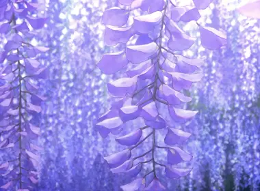 恶魔杀手kimetsu,no,Yaiba,紫色的,紫罗兰色,陆地上的植物,木本植物,壁纸,4098x2304 4098x2304