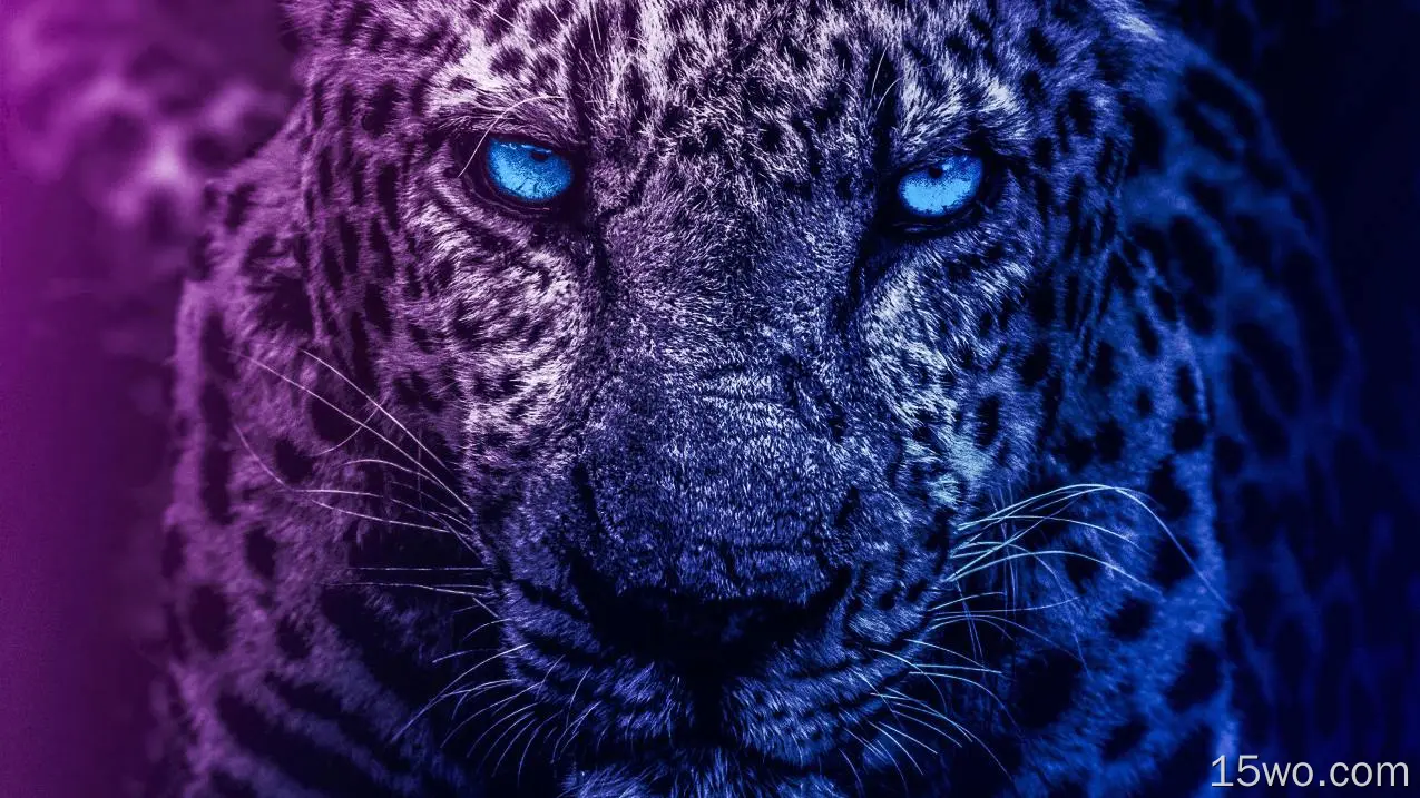 蓝眼睛狮子