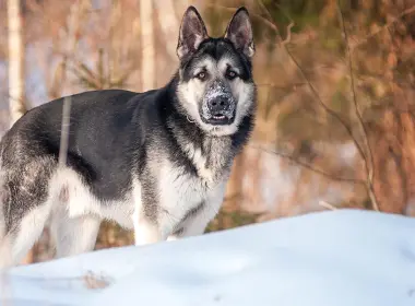 德国牧羊犬、雪、冬天 2560x1440