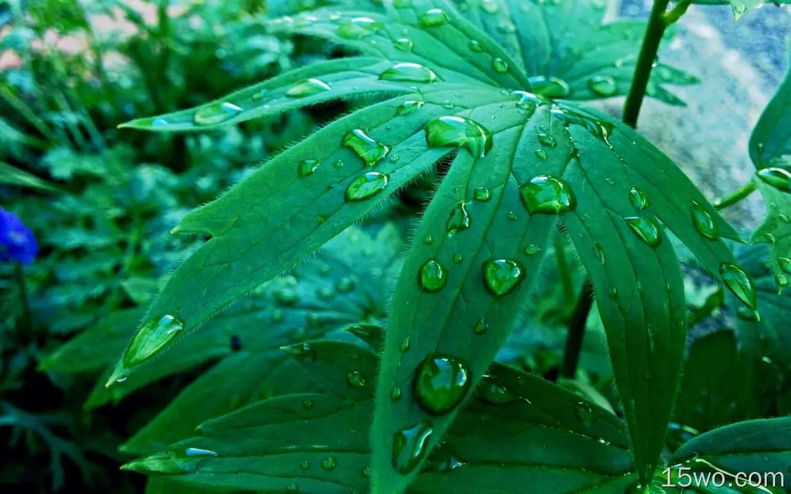 自然 叶子 绿色 花 雨滴 水滴 高清壁纸